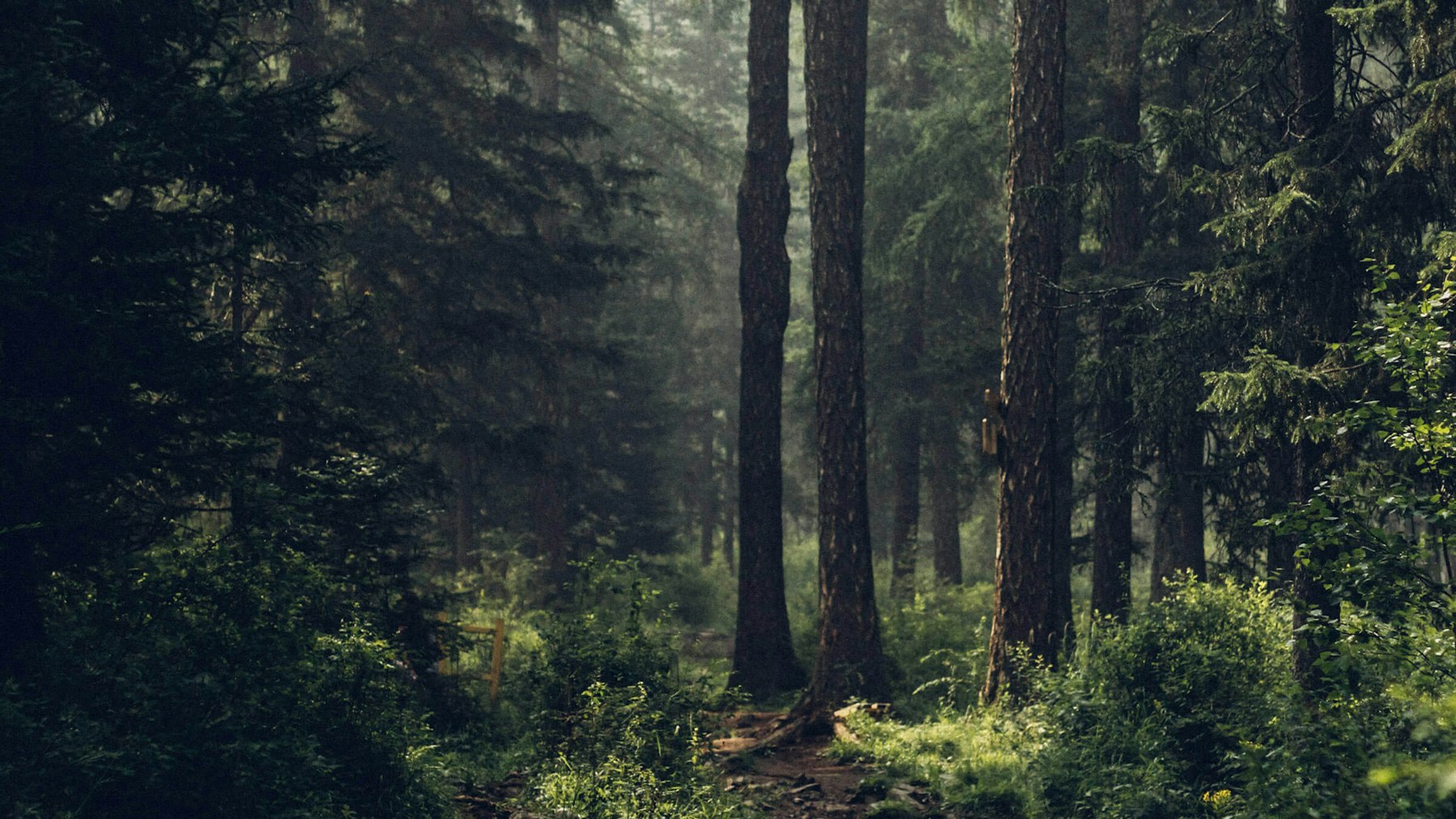 Har jag tjänstepension?