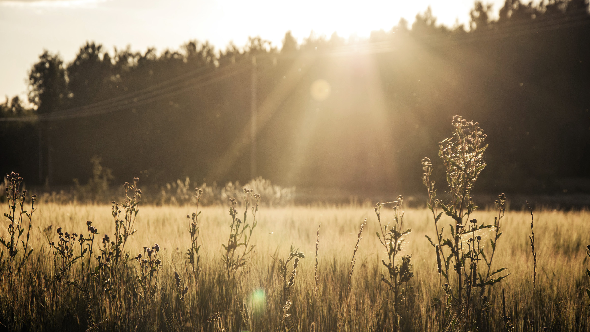 Lannebo Sverige Plus, Sverigefond