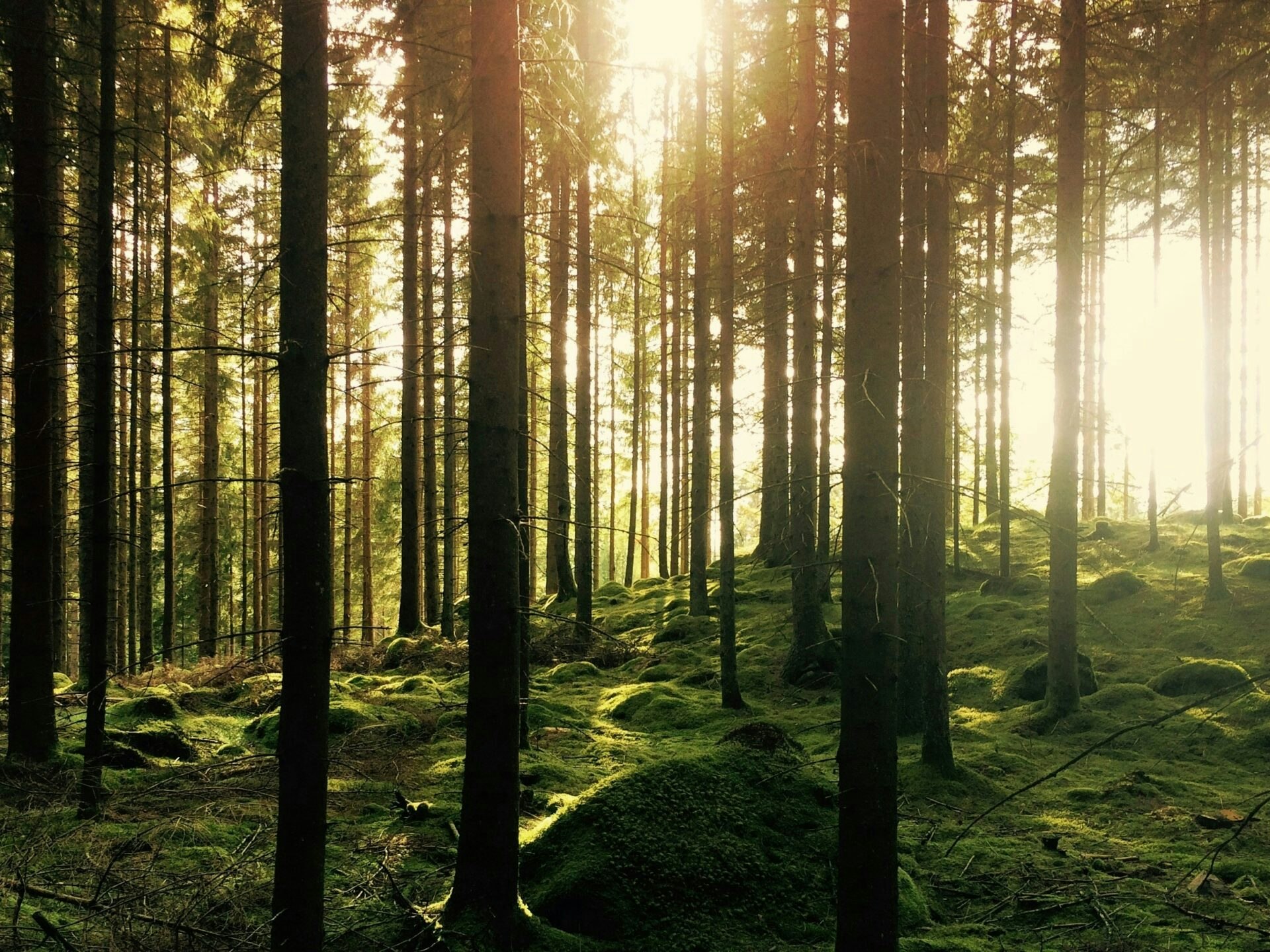 gustav-gullstrand-d6kSvT2xZQo-unsplash