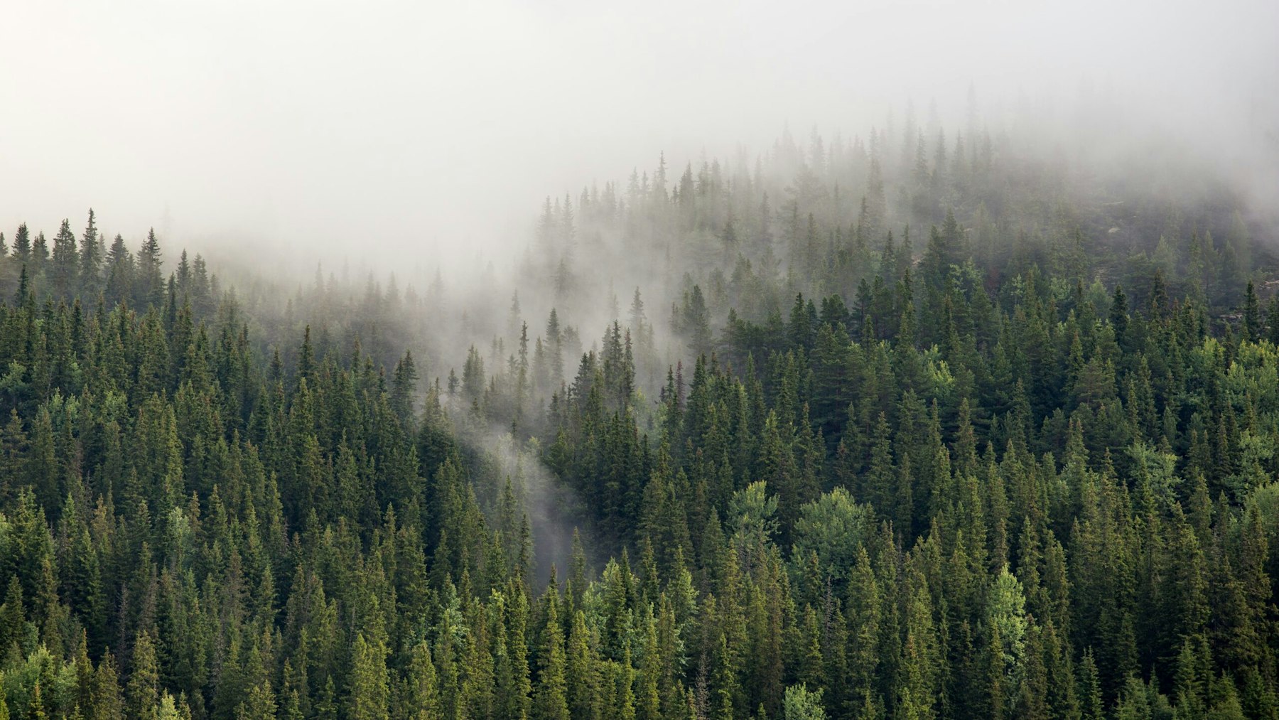 Vad betyder solvens? – Lannebo förklarar