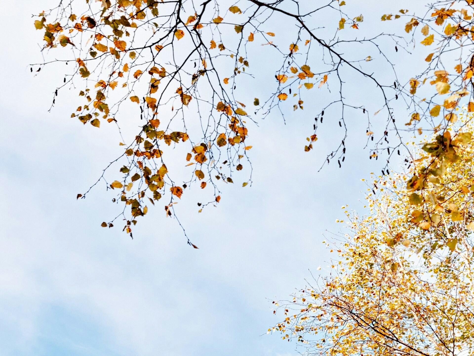 laura-adai-IzxtR4CpKRI-unsplash