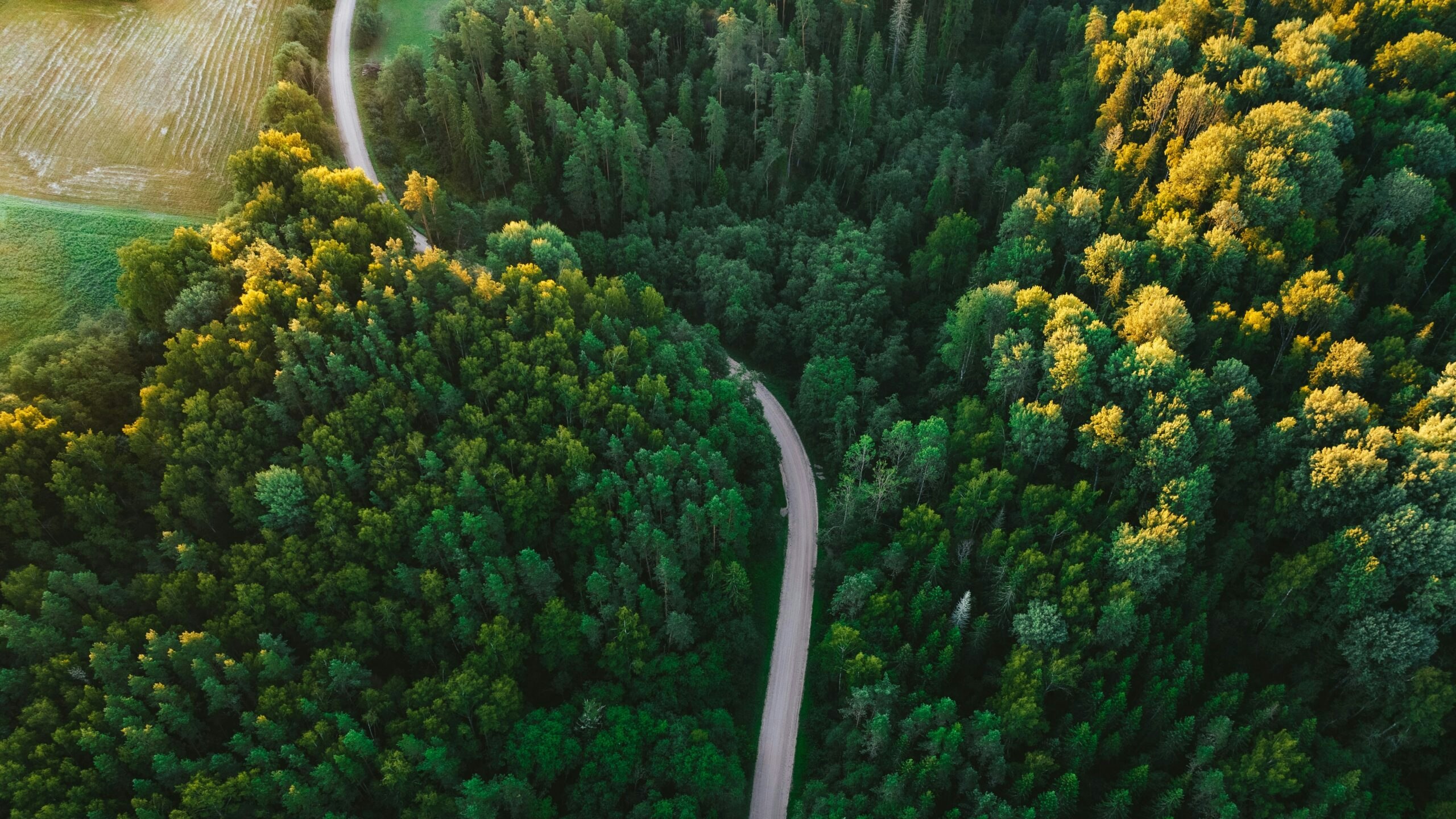 unsplash-community-oYqix81A4bg-unsplash