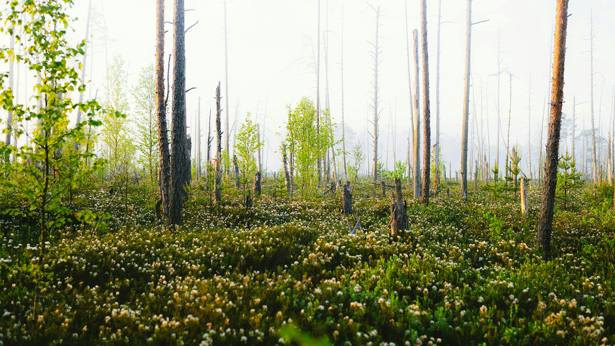 unsplash-community-3y-d-4zkGdY-unsplash copy