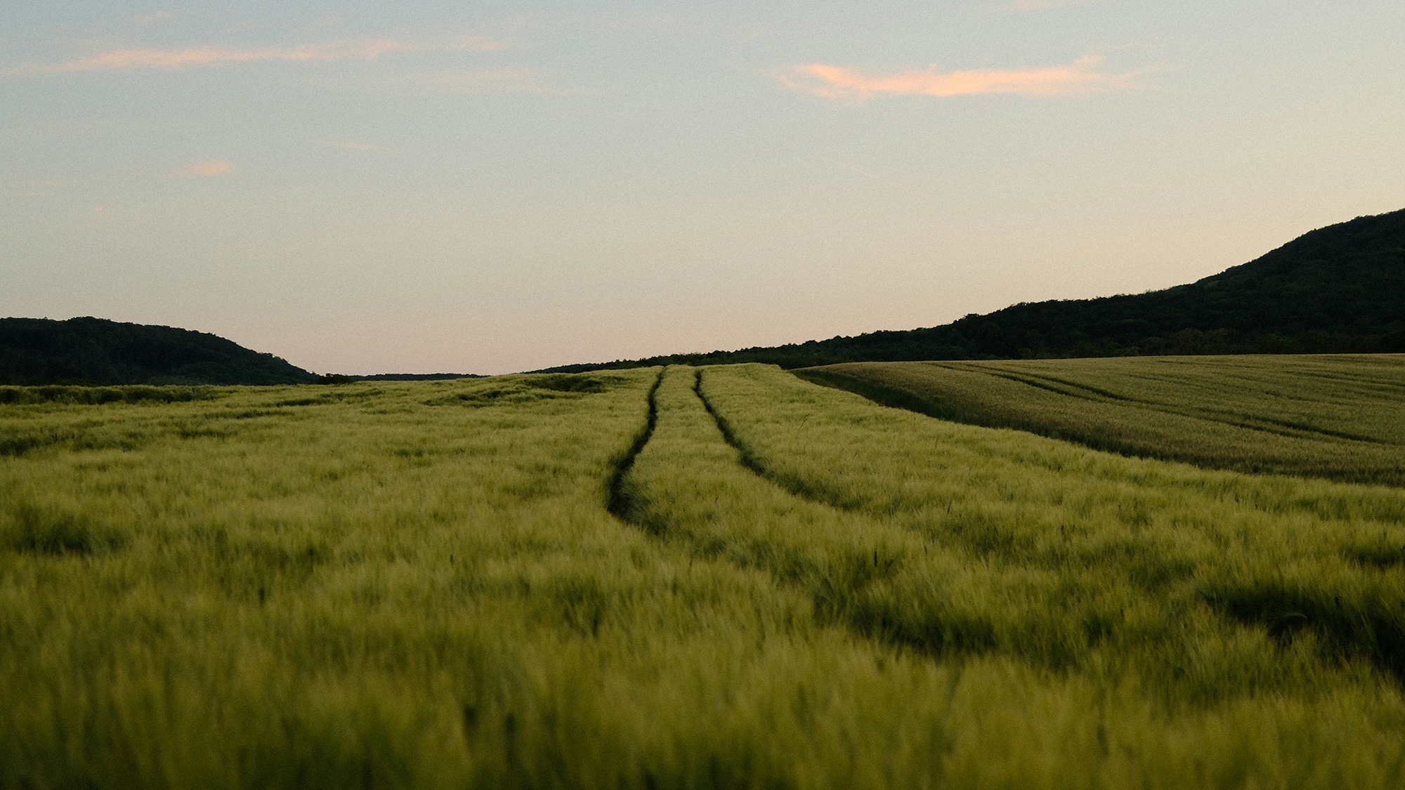 daniel-koponyas-p2DdFFvlFIU-unsplash copy